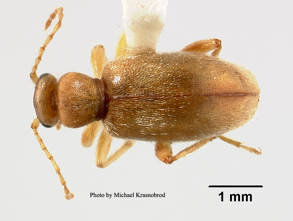 Anthicus antiochensis image
