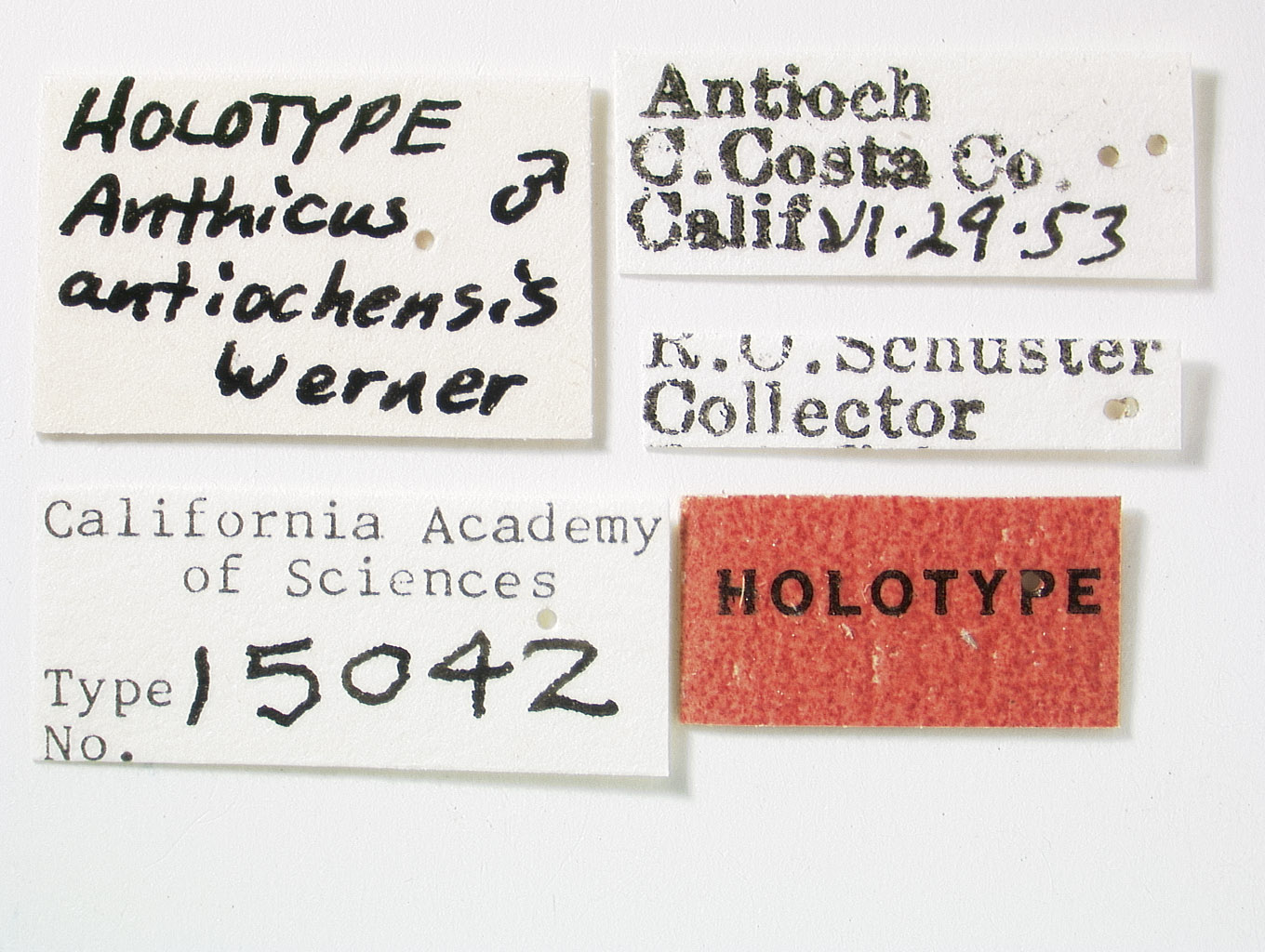 Anthicus antiochensis image