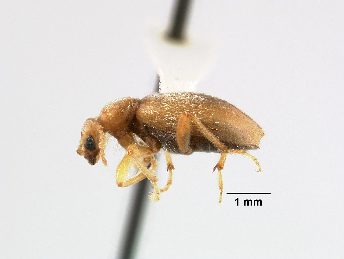 Anthicidae image