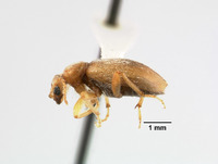 Anthicus antiochensis image