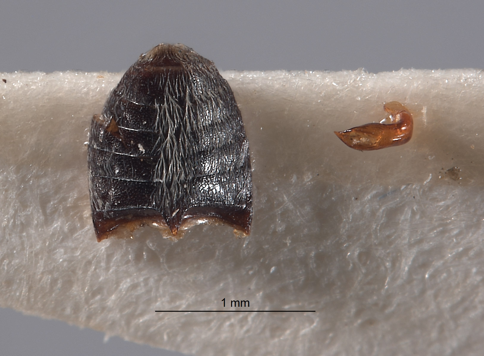 Amecocerus adrian image