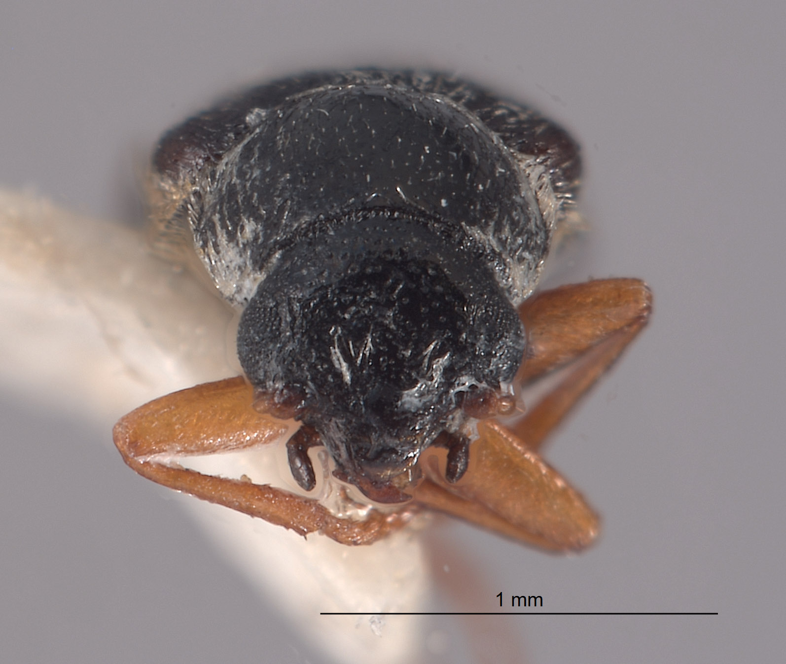 Amecocerus adrian image