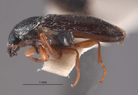 Amecocerus adrian image