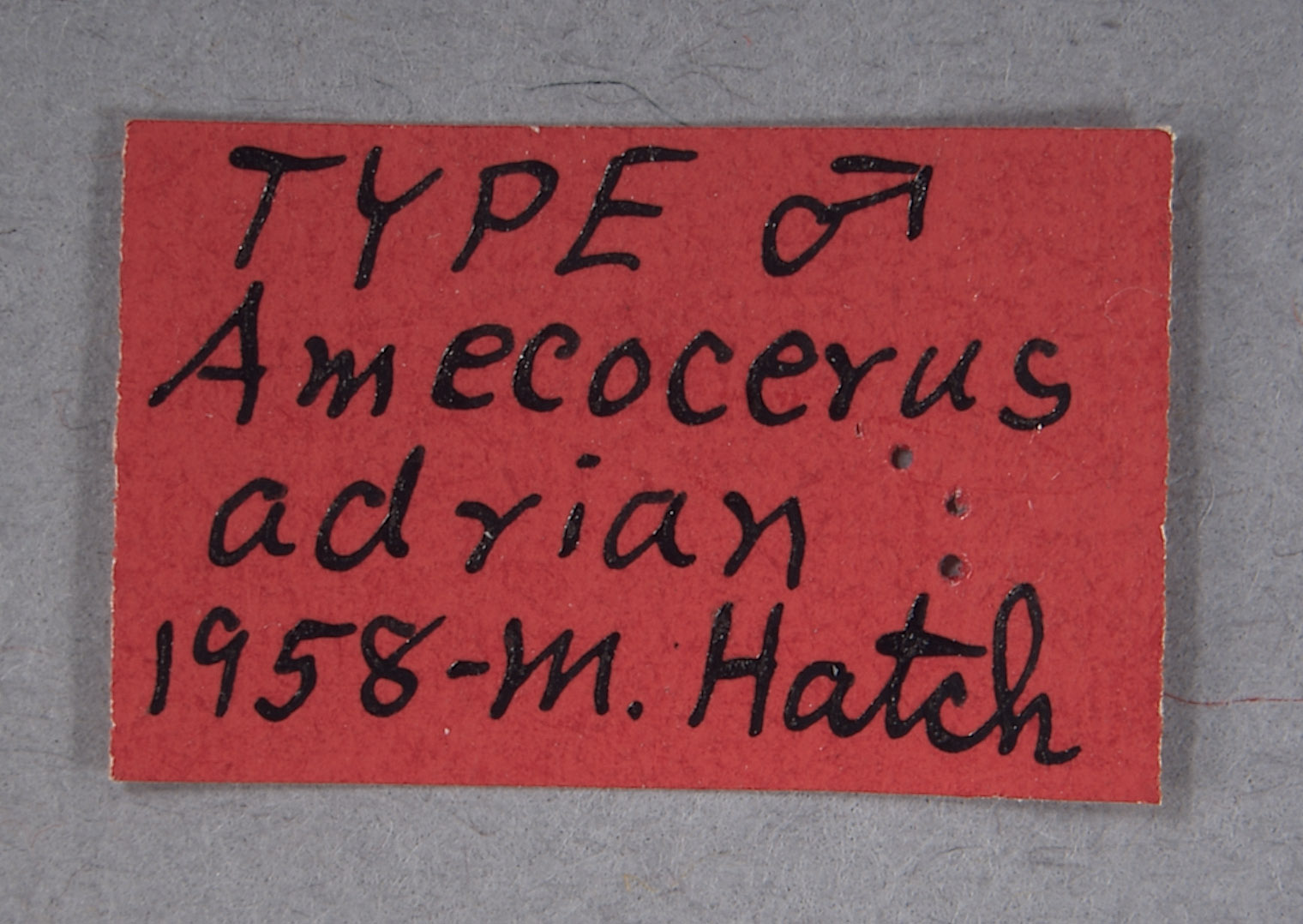 Amecocerus adrian image