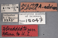 Amecocerus adrian image