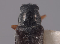 Amecocerus adrian image