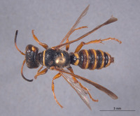 Eucerceris melleoides image