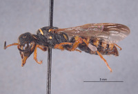 Eucerceris melleoides image