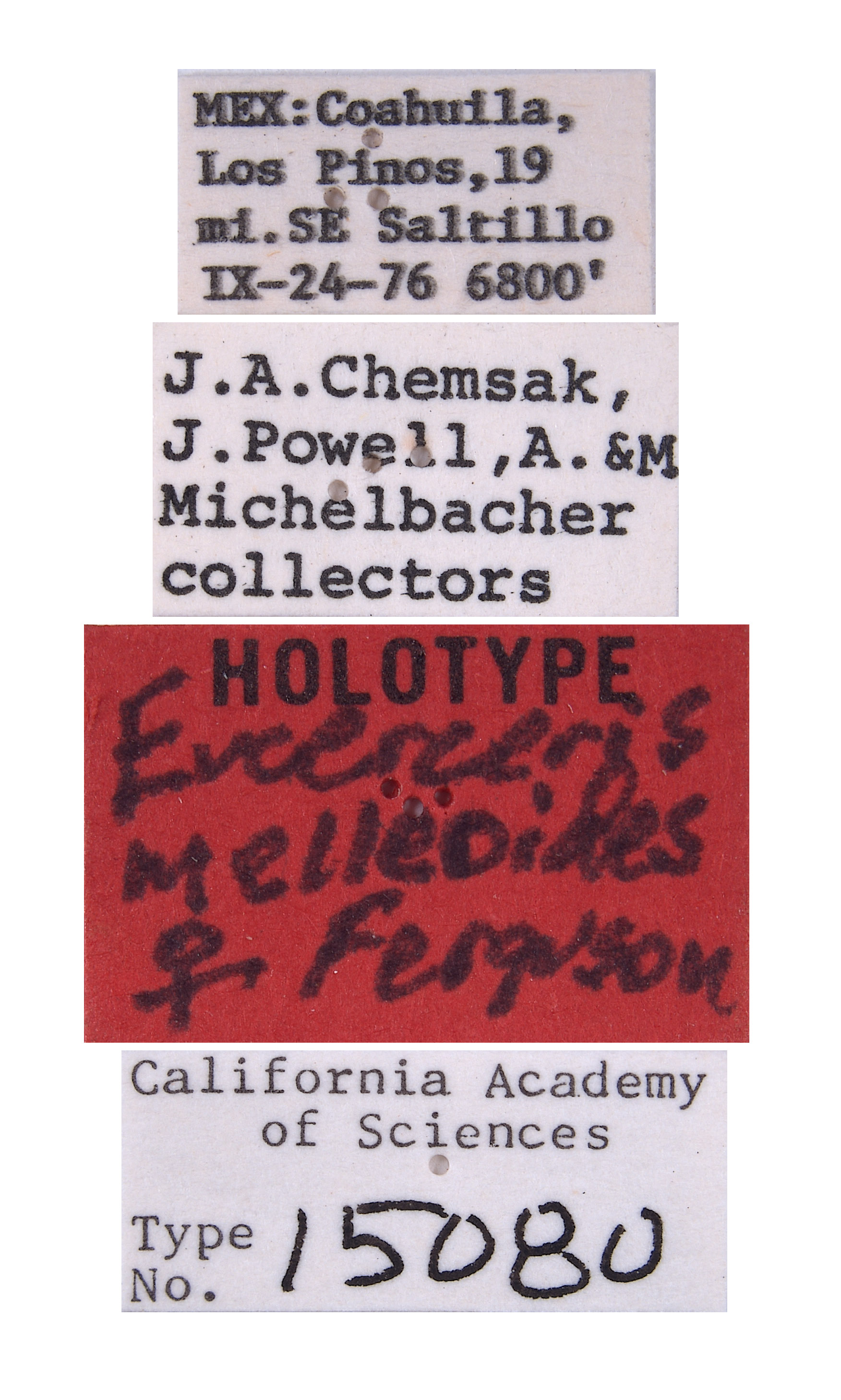 Eucerceris melleoides image