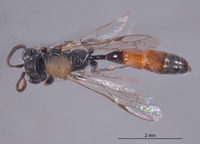 Mimesa cahuilla image