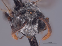 Mimesa cahuilla image