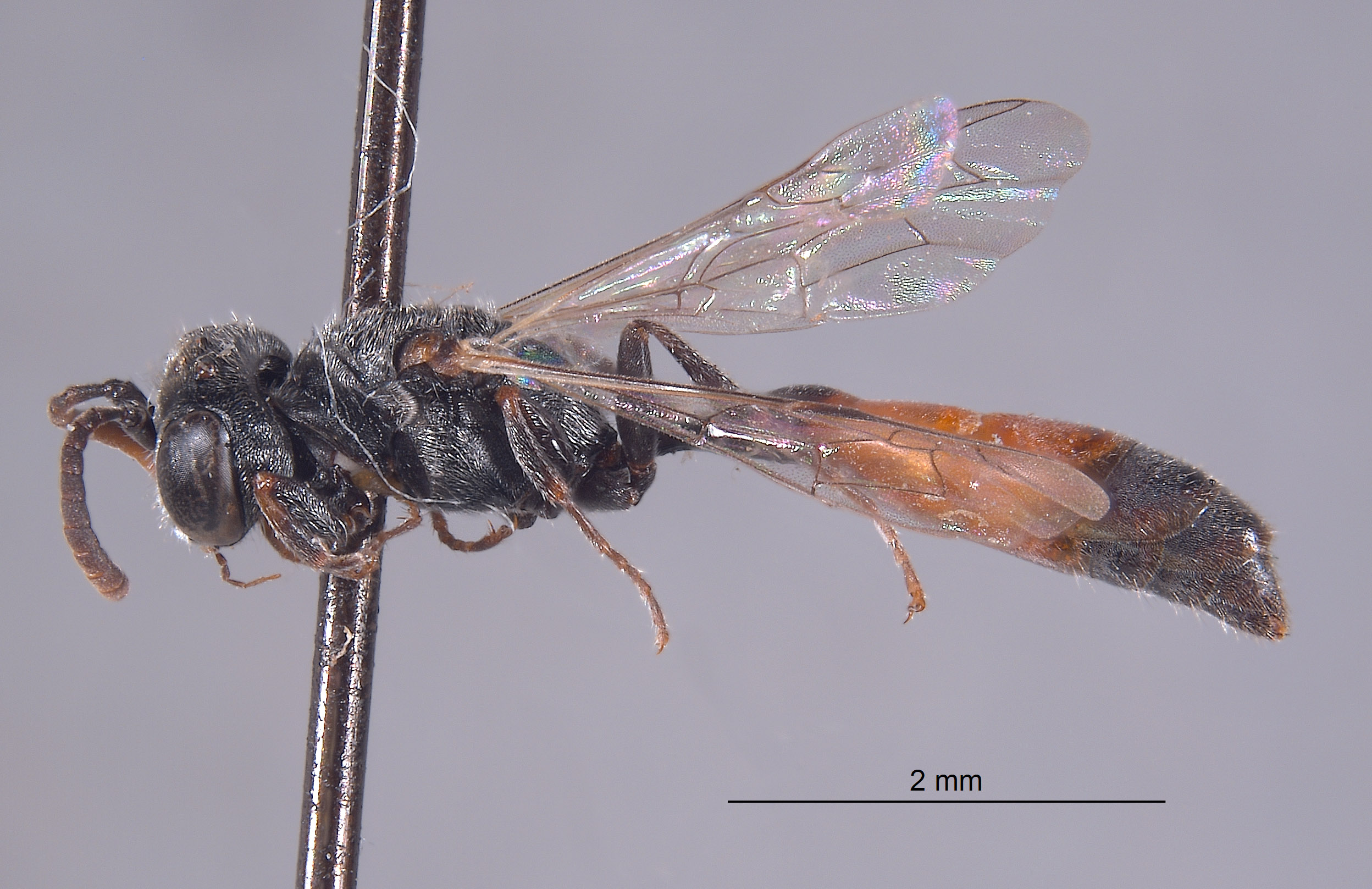 Mimesa cahuilla image