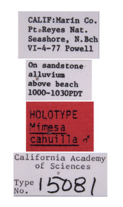 Mimesa cahuilla image