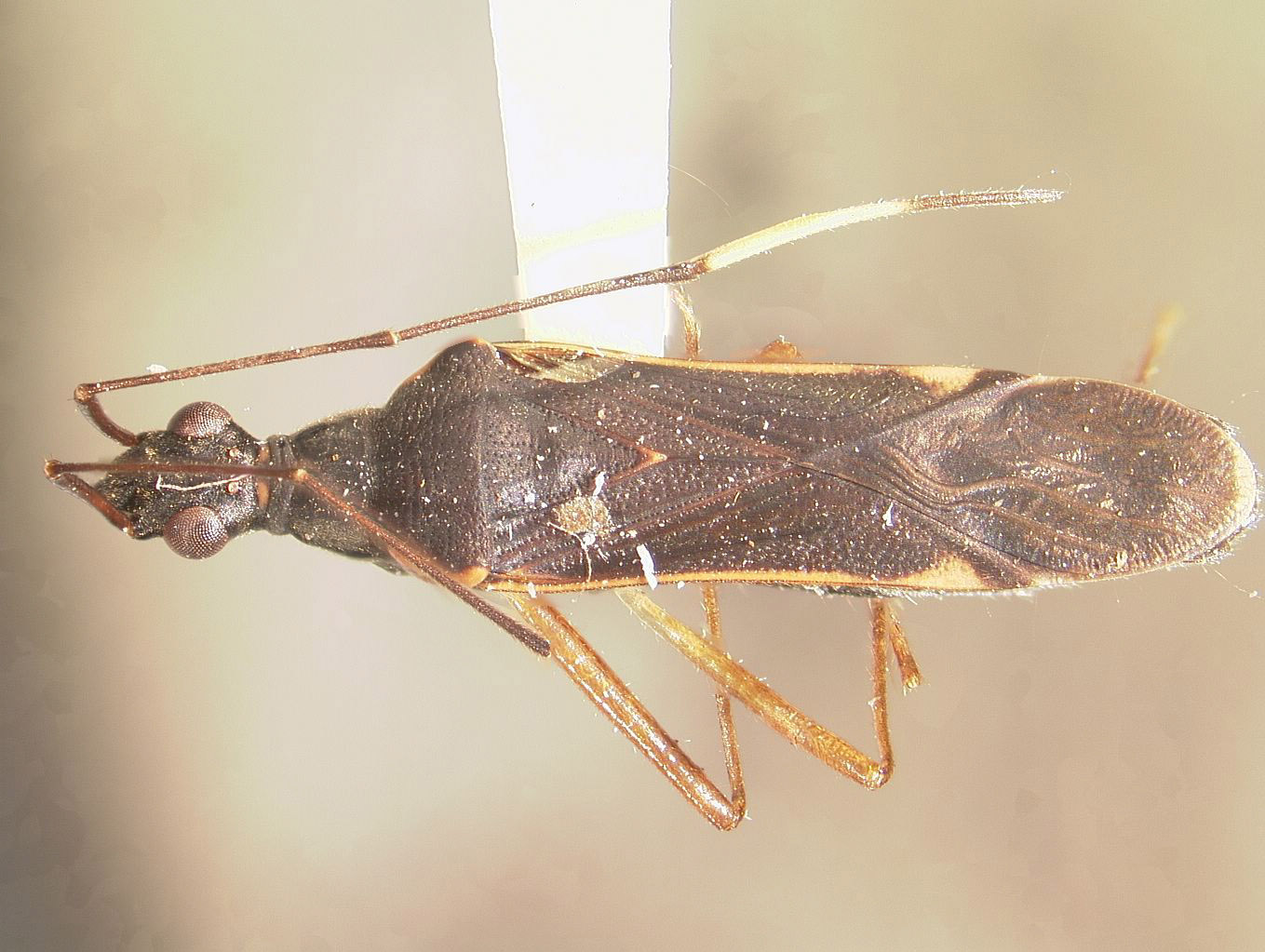 Lygaeidae image
