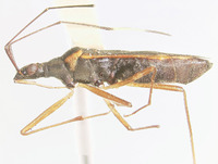 Image of Orthaea arnaudi