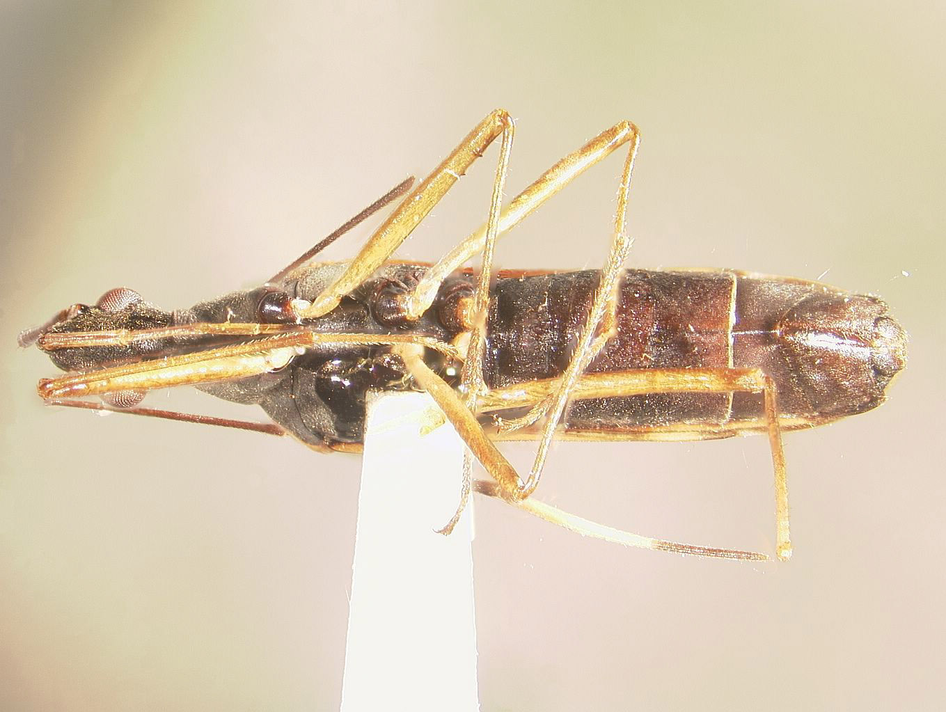 Zoreva lacerna image