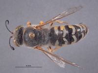 Bembix boharti image