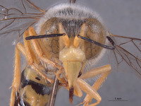 Bembix boharti image