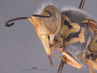 Bembix boharti image