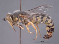 Bembix boharti image