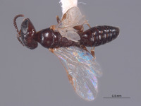 Pulverro coconino image