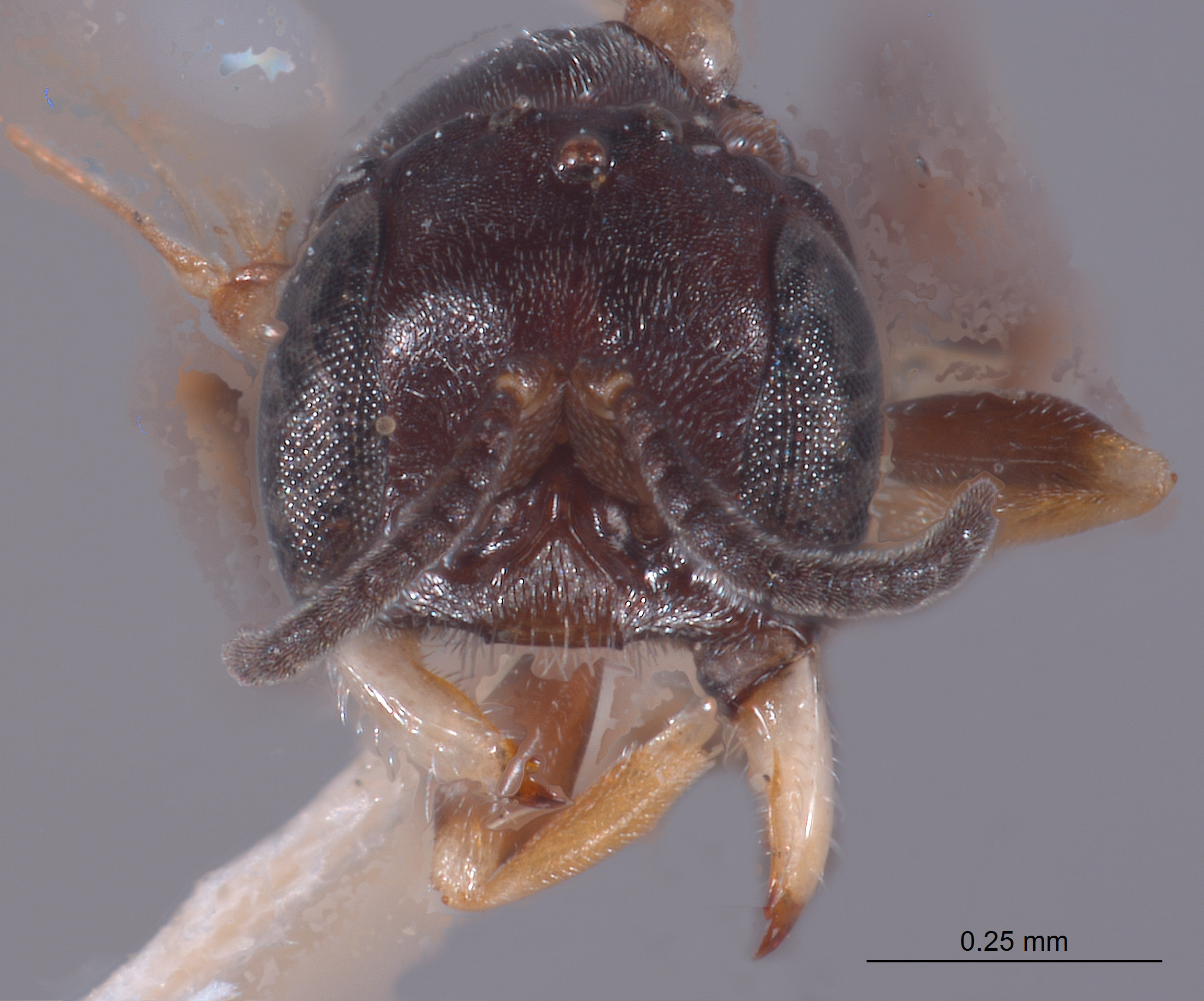 Pulverro coconino image