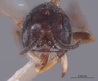 Pulverro coconino image