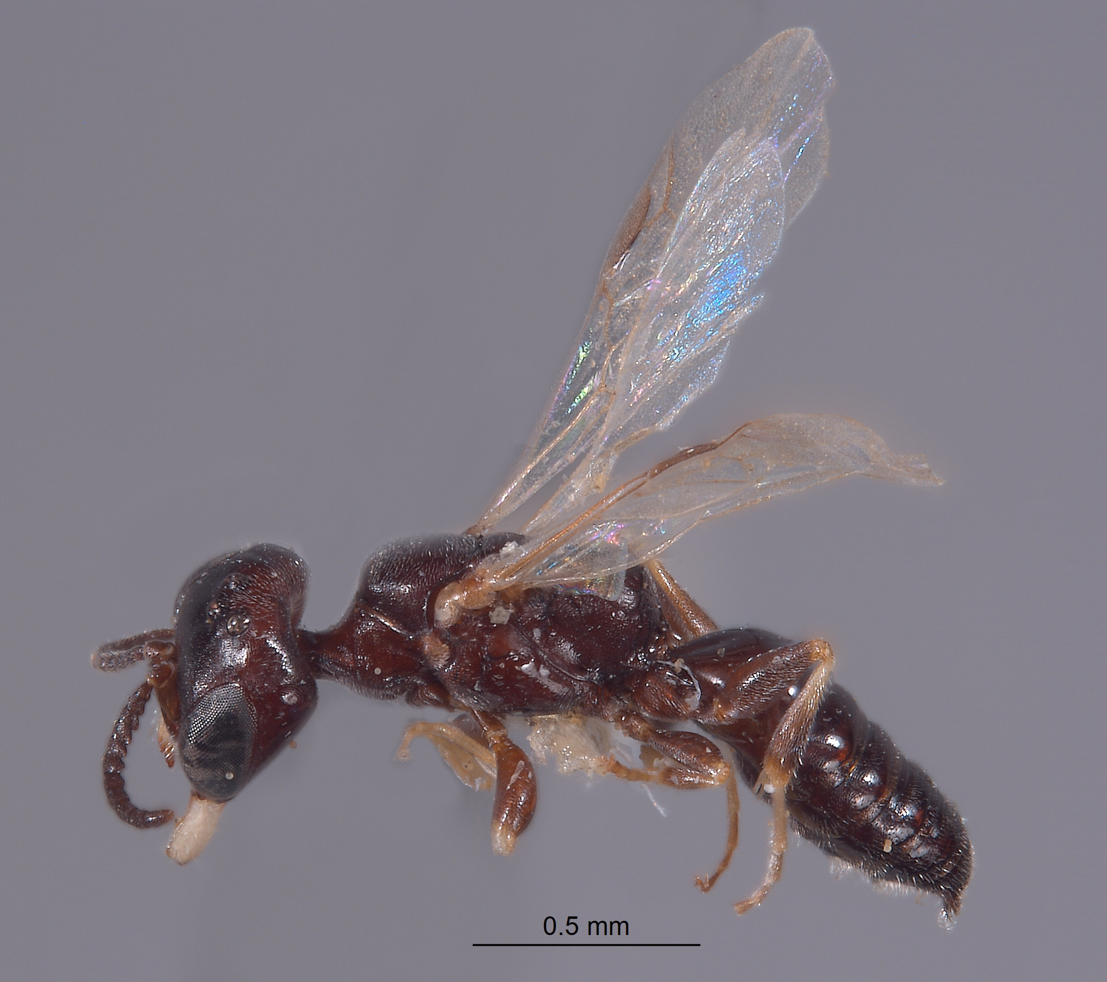 Pulverro coconino image