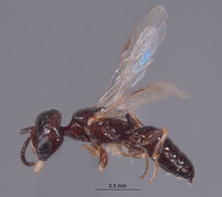 Image of Pulverro coconino