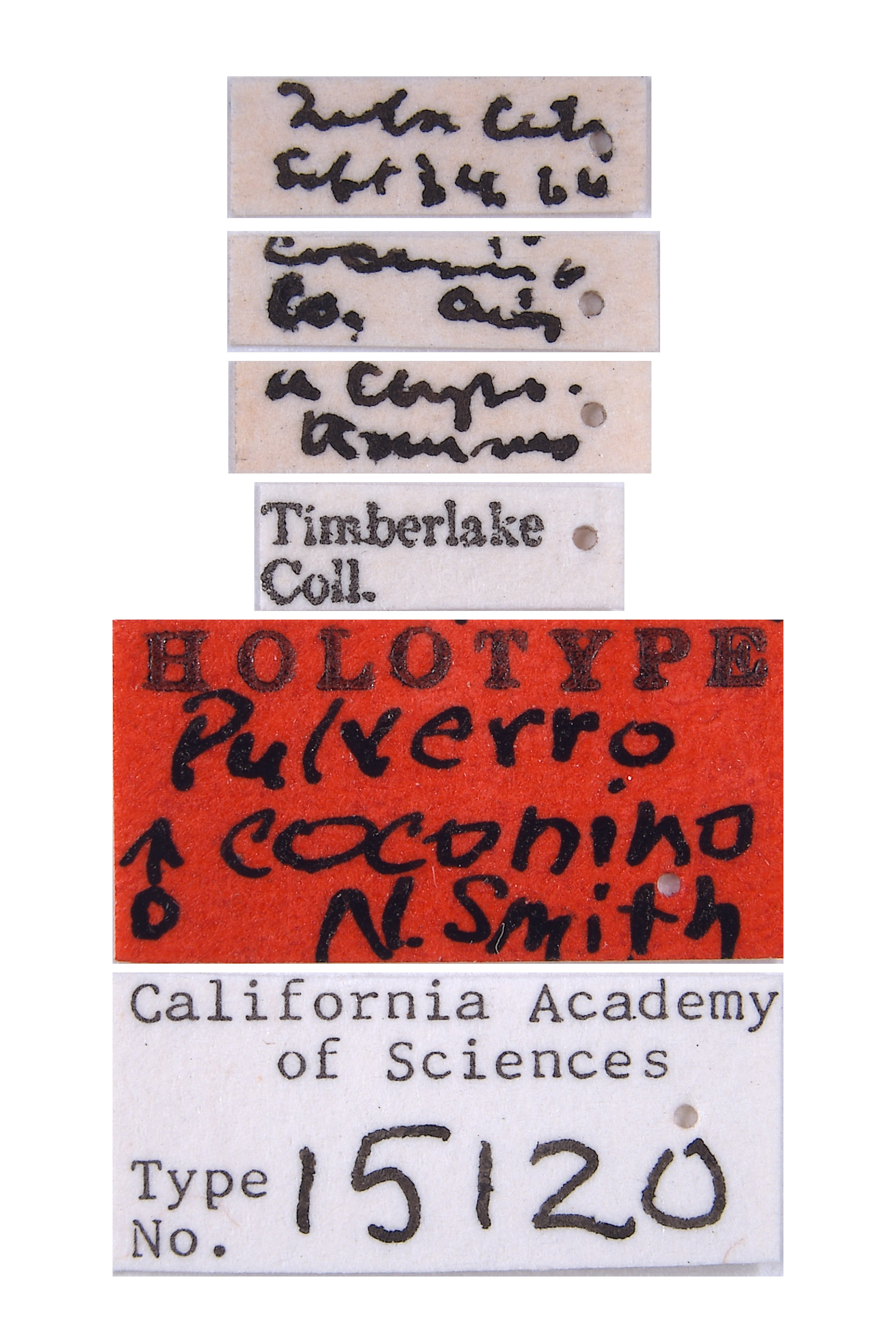 Pulverro coconino image