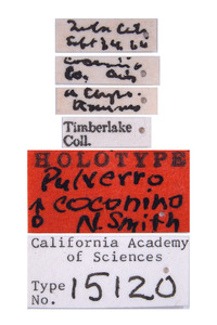 Pulverro coconino image