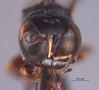 Dasyproctus solomonensis image