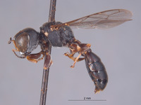 Dasyproctus solomonensis image