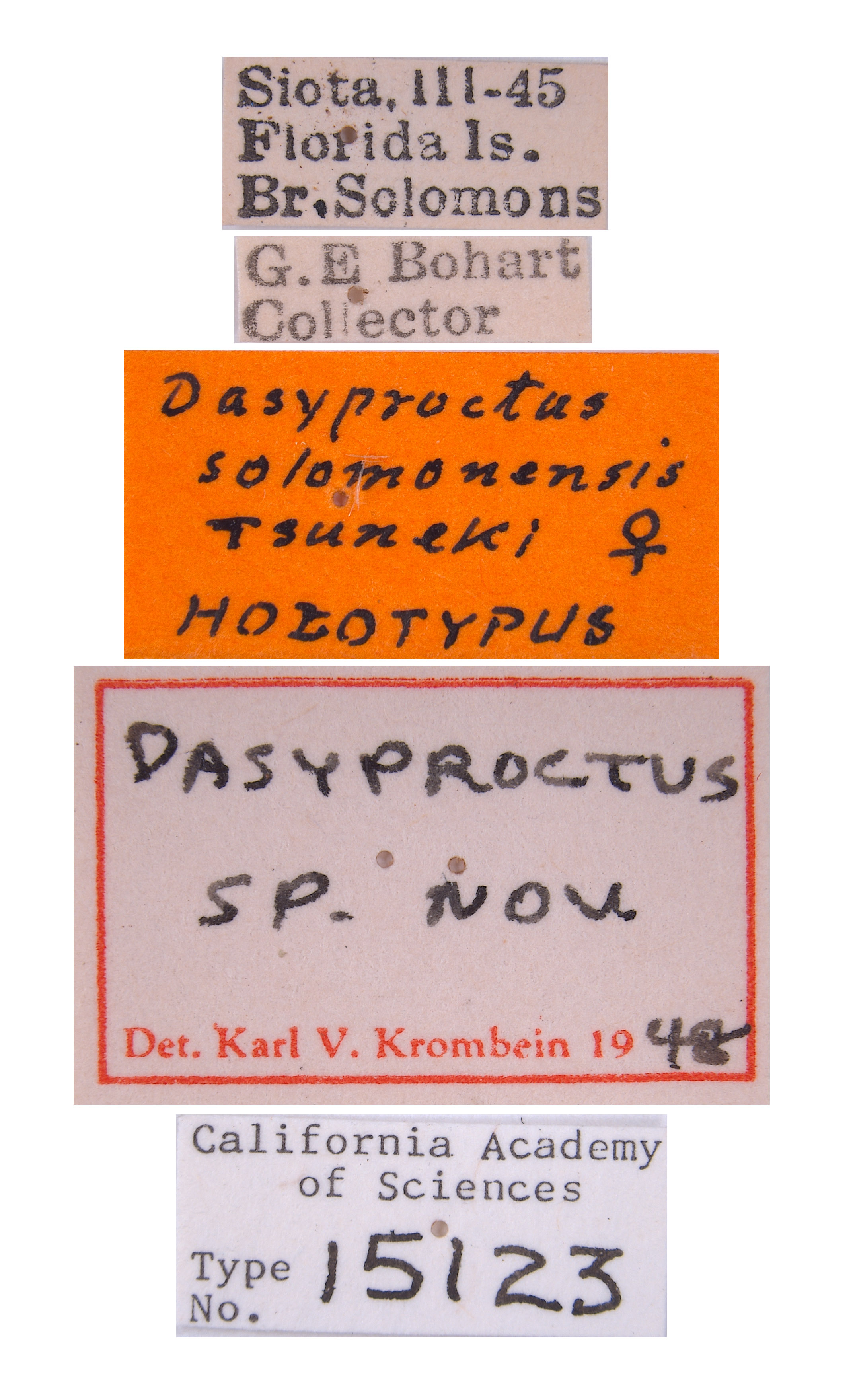 Dasyproctus solomonensis image