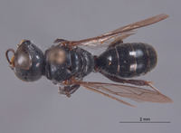 Ectemnius solomonicus image