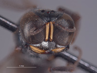 Ectemnius solomonicus image