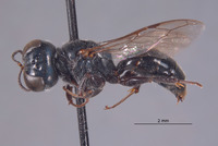 Ectemnius solomonicus image