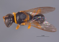 Piyuma solomonica image