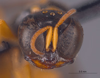 Piyuma solomonica image