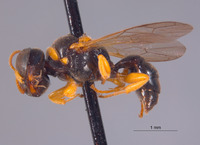 Piyuma solomonica image