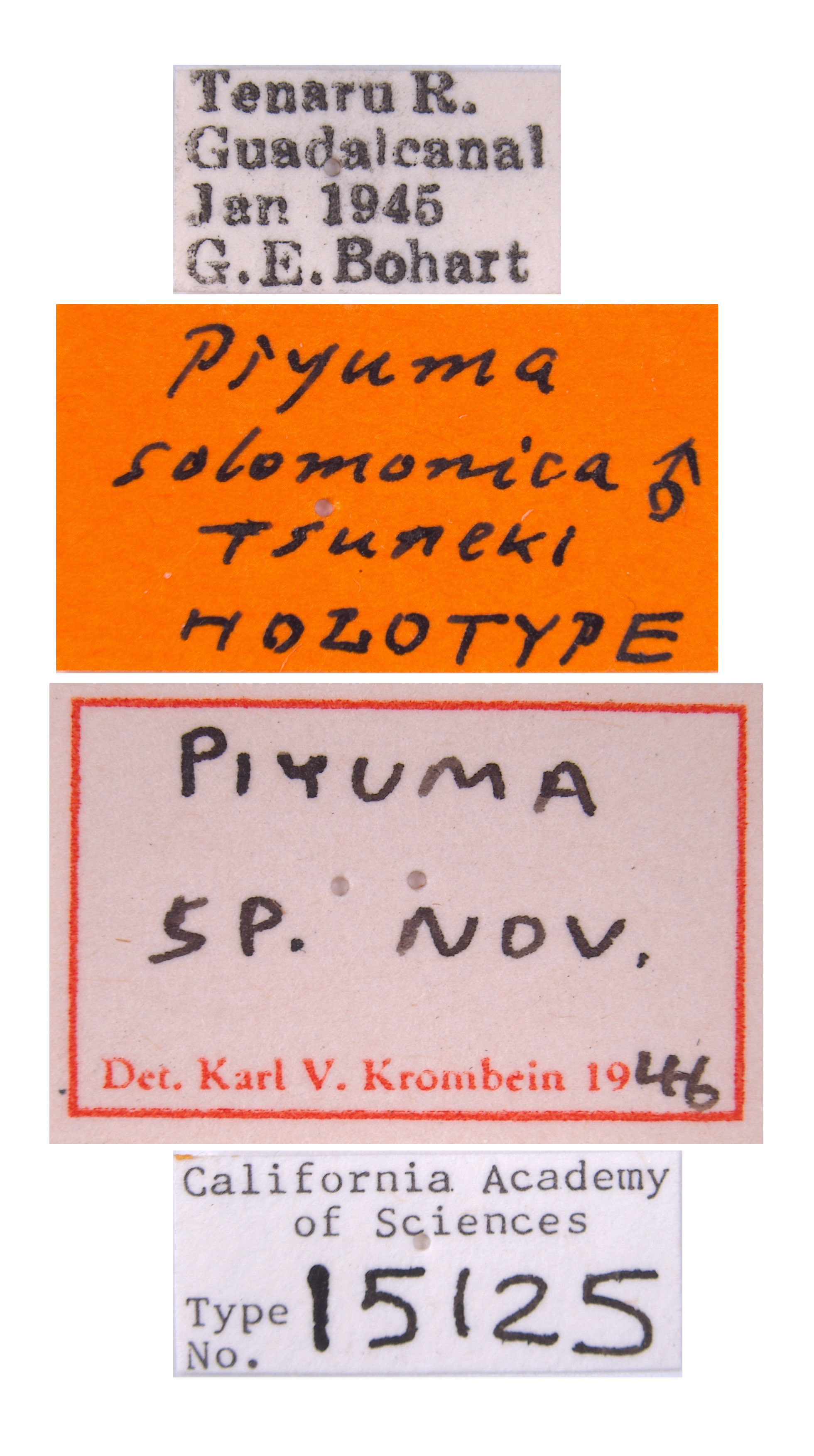 Piyuma solomonica image