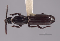 Rhyzodiastes preorbitalis image