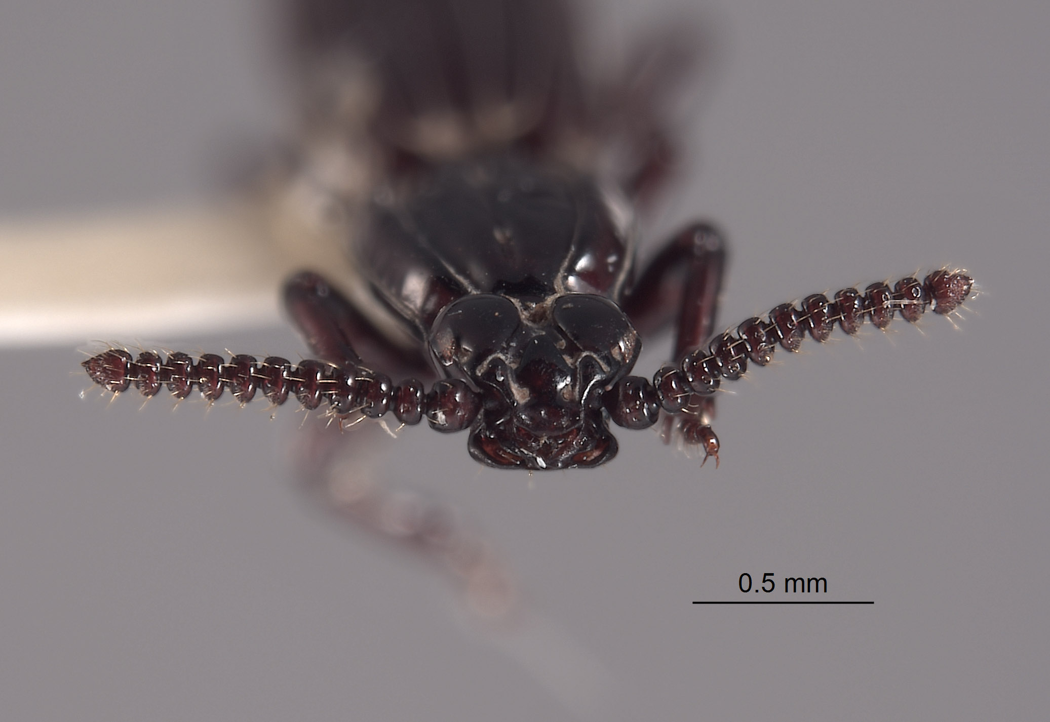 Rhyzodiastes preorbitalis image