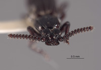 Rhyzodiastes preorbitalis image