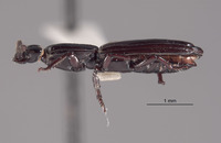 Rhyzodiastes preorbitalis image