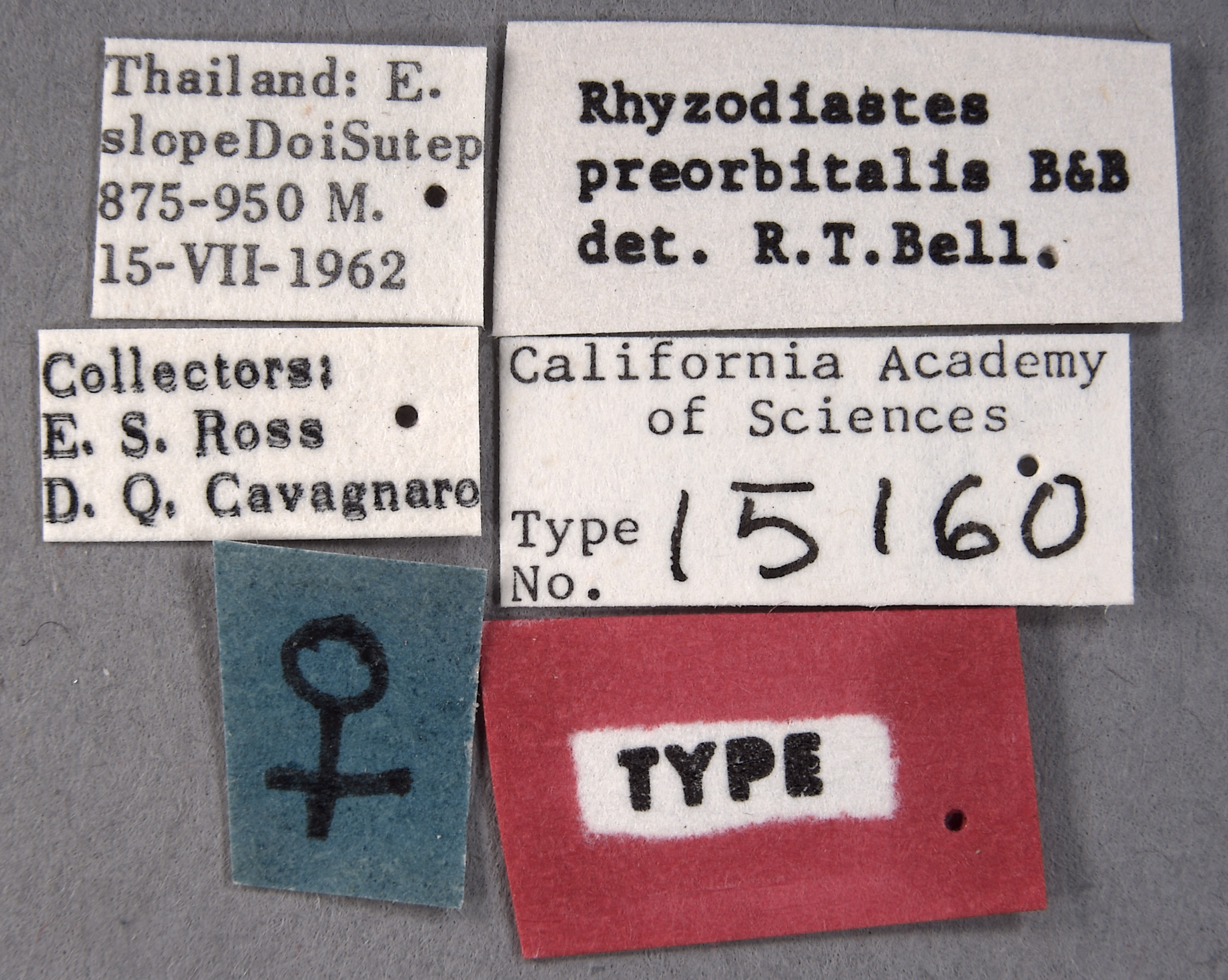 Rhyzodiastes preorbitalis image