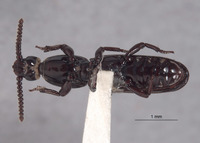 Rhyzodiastes preorbitalis image