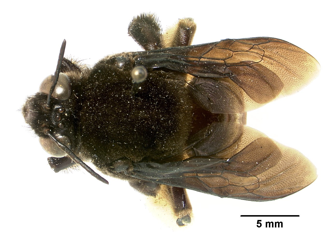 Centris gelida image