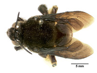 Centris gelida image