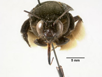 Centris gelida image